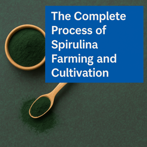 Process of Spirulina Farming and Cultivation