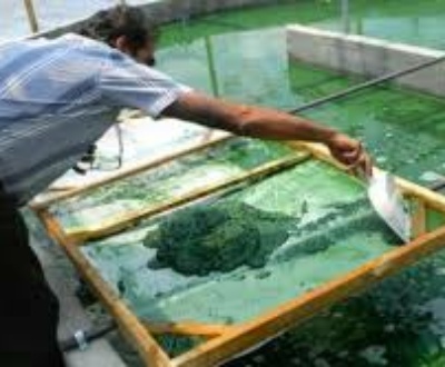 The Complete Process of Spirulina Farming and Cultivation: A Detailed Guide