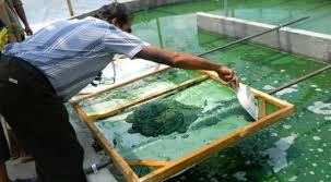 The Complete Process of Spirulina Farming and Cultivation: A Detailed Guide